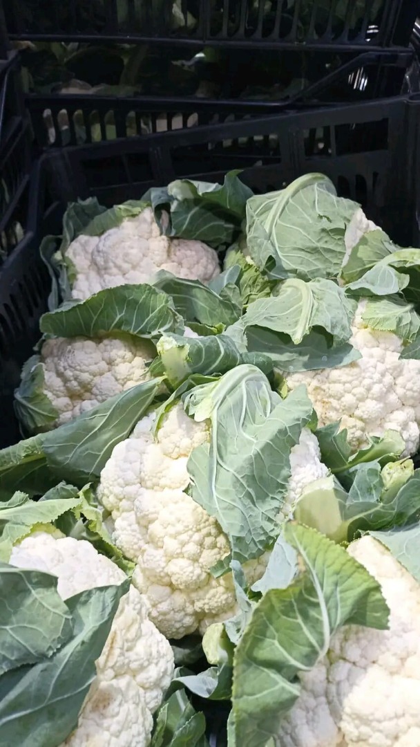 coliflor de alta calidad lista para exportar solo para compradores serios