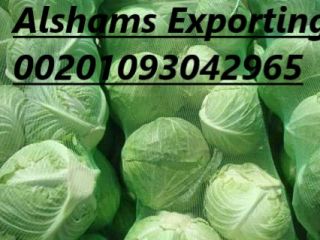 A continuación nuestra oferta de Lechuga Iceberg con las
