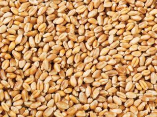 Trigo País de origen Ucrania. En presencia de alimentos