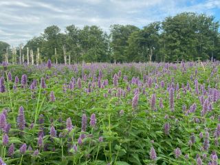 550 kg de Agastache Foeniculum Ecológico seco