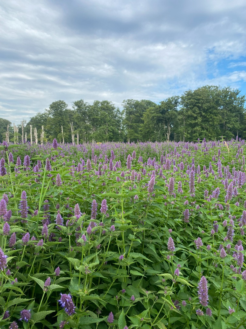 550 kg de Agastache Foeniculum Ecológico seco