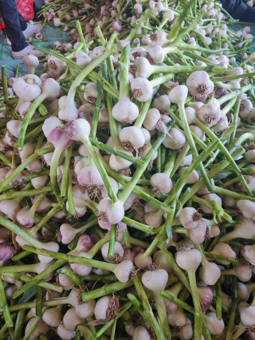 Vendo ajo egipcio con tallo de 20 cm en saco de 20 kg, calibre 6+, canastas de 5 kg de espesor y jaulas más finas de 10 kg, calibre 5 también disponible