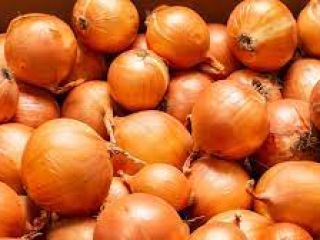 Buen color, uniformidad de tamaño, sin insectos, sin pudrición
