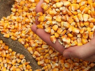 Especificación: Mezcla de maíz amarillo y blanco básico: 1,5