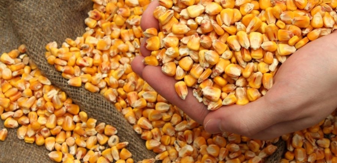 Especificación: Mezcla de maíz amarillo y blanco básico: 1,5 % máx