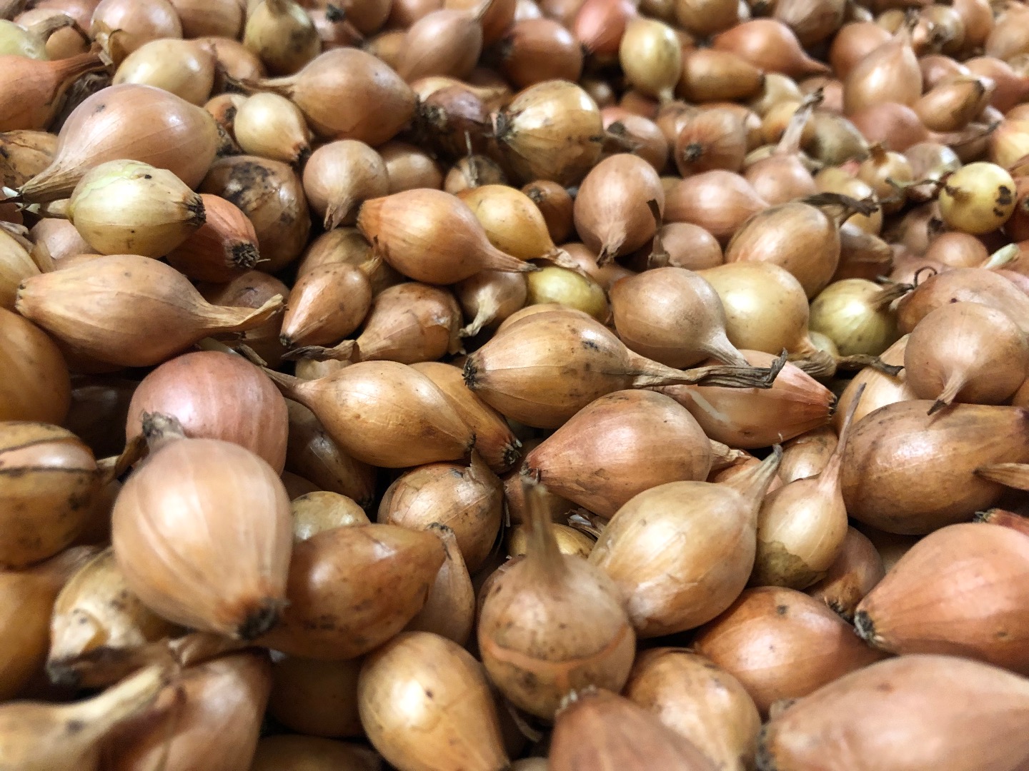 Hola Estamos a la venta en Holanda Dymka Sturon 10/21 talla precio 1,4€ kg te invito cantidad limitada