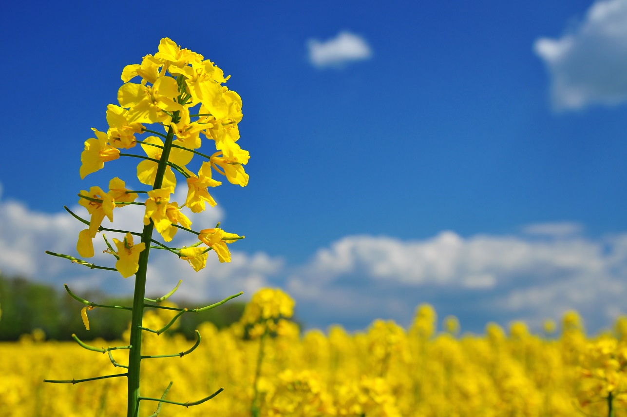 ¡Buen día! Somos una empresa europea UAB SIRIUSAS, que es exportadora de productos agrícolas, productores ucranianos