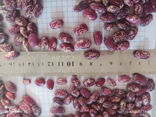 Presentamos la variedad de frijol: Royal, Red, Black Eye.
