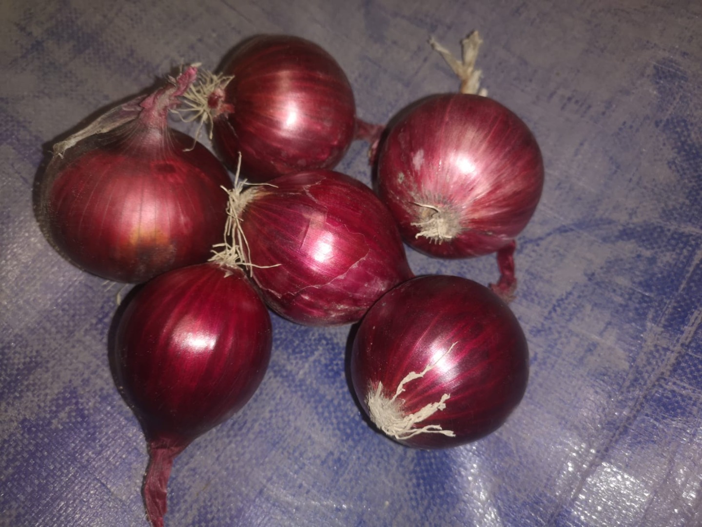 Hola, tenemos a la venta cebolla morada en tamaños 50/70 y 70-90 o brutto
