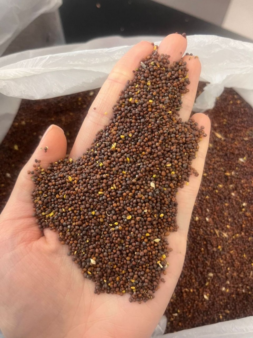 La mostaza negra se utiliza para fines alimentarios y de confitería el empaque es en big bags (1000-1200kg) y también se puede envasar en bolsas de