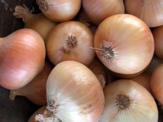 Hola. Venderé cualquier cantidad de cebollas amarillas. Productos disponibles