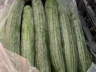 Pepino de la más alta calidad de Albania listo
