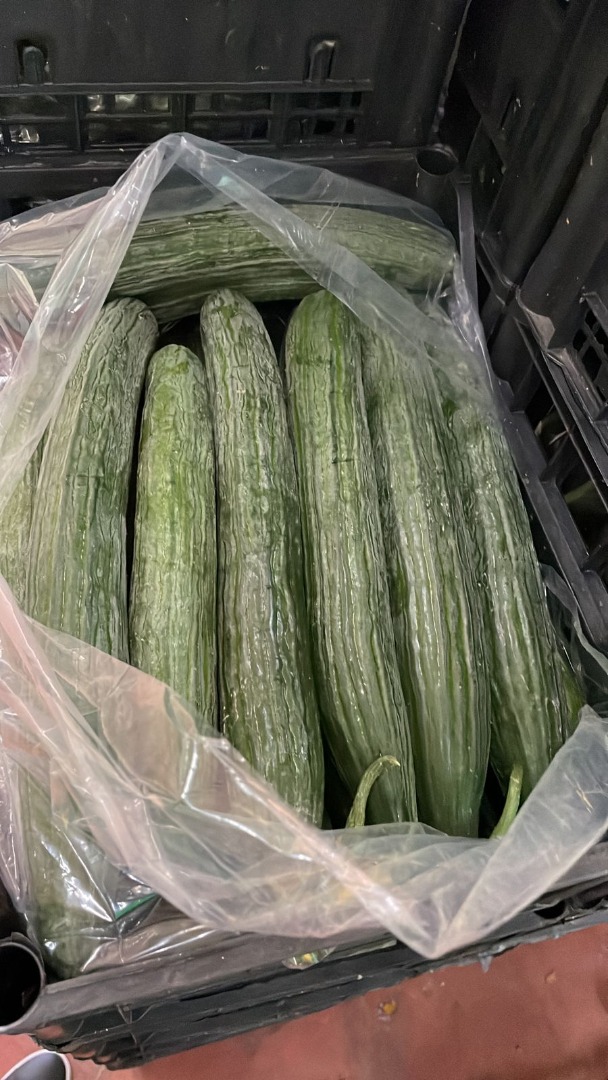 Pepino de la más alta calidad de Albania listo para exportar