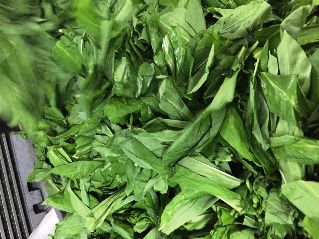 La nueva temporada del ajo silvestre está a punto de comenzar y estamos buscando compradores