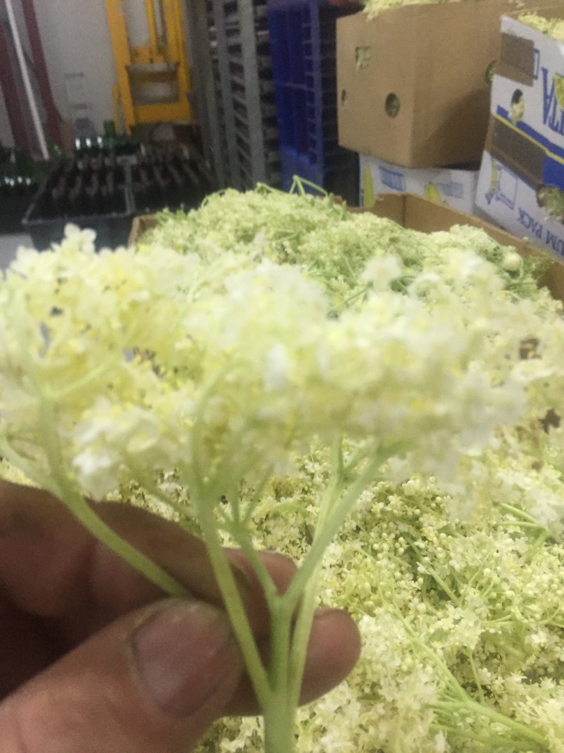 Estamos buscando compradores de flores secas de saúco ya que la nueva temporada de cosecha está a punto de comenzar