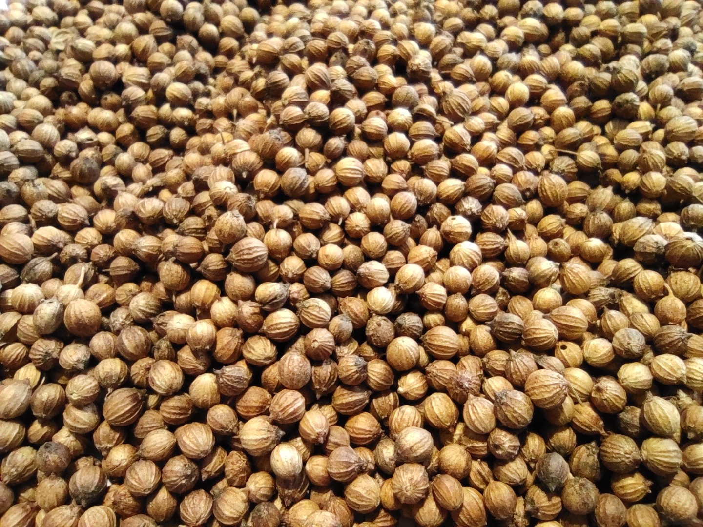 Somos una empresa productora y procesadora agrícola en Bulgaria y en este momento tenemos cilantro orgánico y convencional en nuestras existencias; si tiene