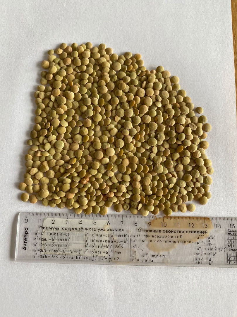 Lentejas verdes de alta calidad envasadas en sacos de 25 kg / 50 kg Cantidades al por mayor