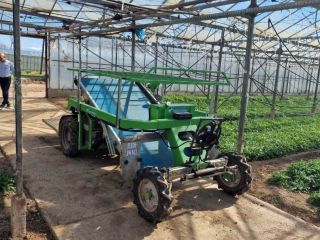 Baby Arugula Variedad: Marldi Origen: Macedonia, Gradsko Precio: 2,5