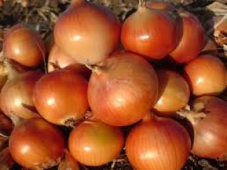 Vendemos cebollas orgánicas doradas de origen kirguís de Asia