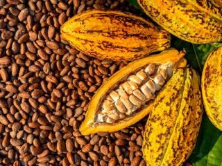 Ofrecemos granos de cacao secos naturales de la selva