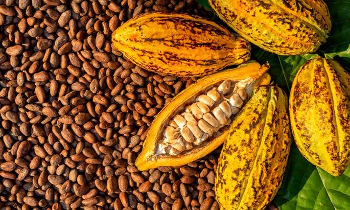 Ofrecemos granos de cacao secos naturales de la selva tropical de África occidental, entregamos en el menor tiempo posible
