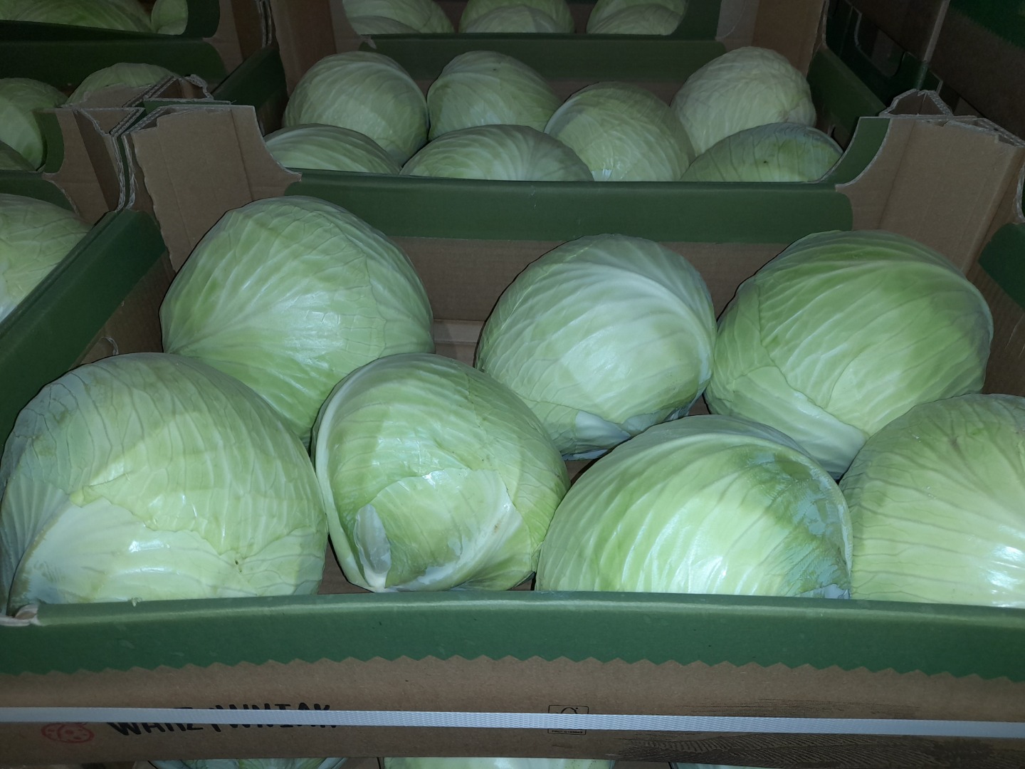Venderé repollo blanco del calibre de almacenamiento en frío de 1 kg a 3,5 kg