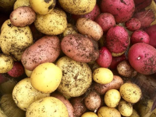 Ofrecemos papas cultivadas naturalmente de la selva tropical de