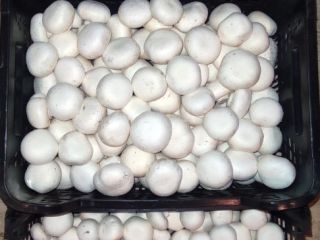 Estoy buscando un destinatario para la producción durante todo