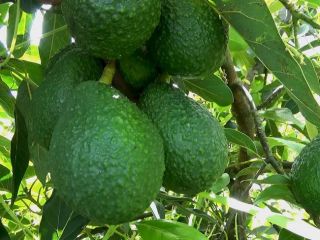 Aguacate hass Cajas de cartón de la mejor calidad,