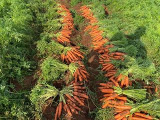 Zanahorias de la mejor calidad. Contacto de producción griega