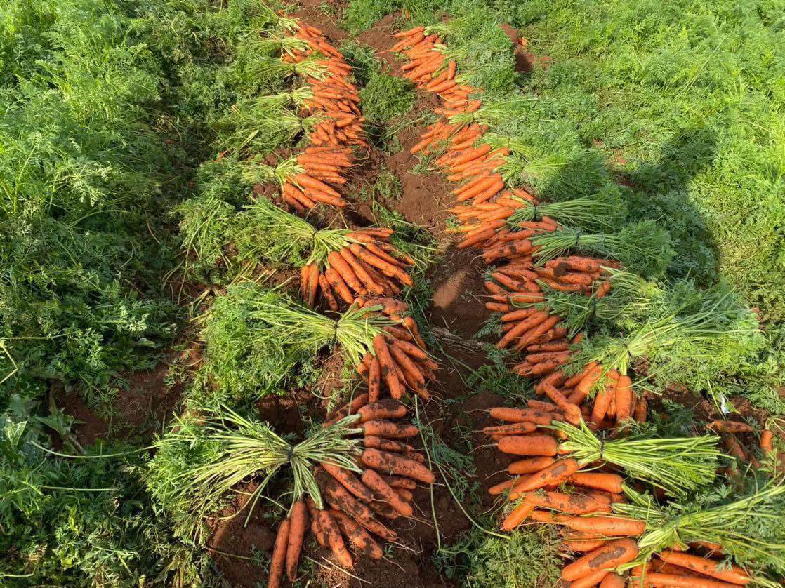 Zanahorias de la mejor calidad