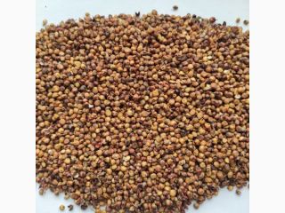 A su solicitud podemos ofrecerle SORGO rojo y cereales