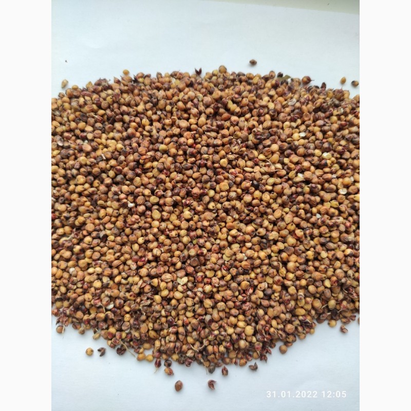 A su solicitud podemos ofrecerle SORGO rojo y cereales (maíz, trigo, cebada)
