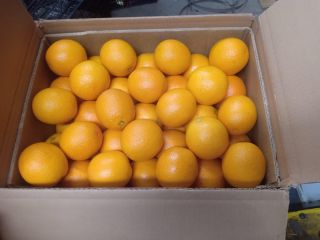 Naranjas Valencia de Marruecos, maduración tardía, categoría 1. Tipo