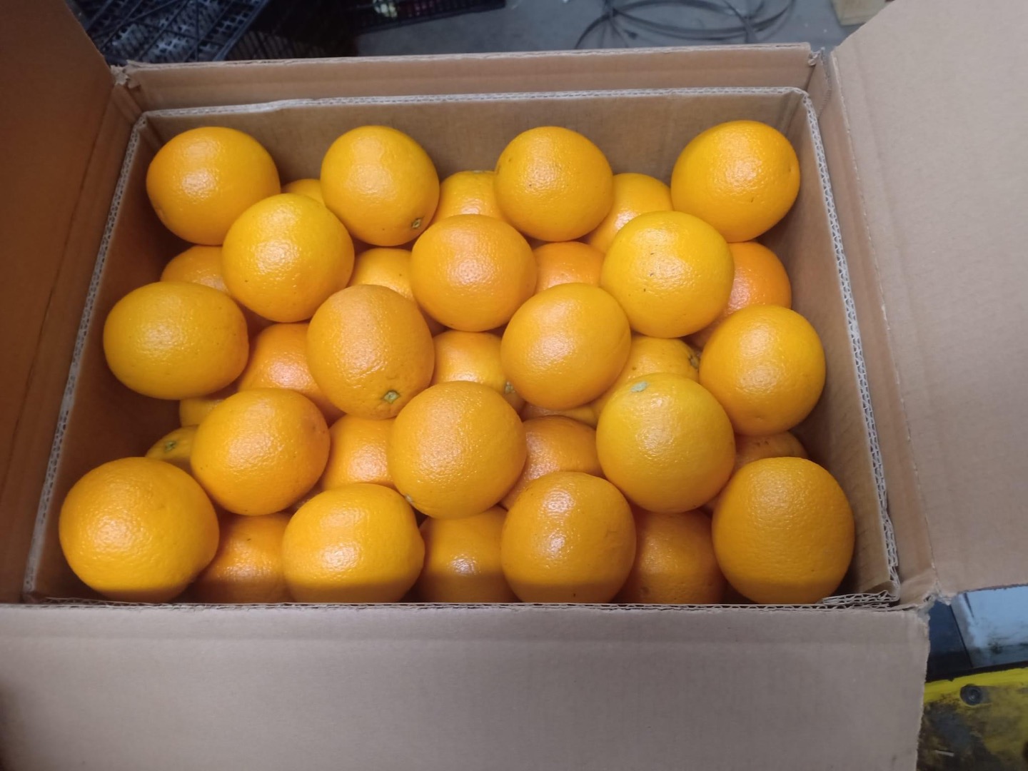 Naranjas Valencia de Marruecos, maduración tardía, categoría 1