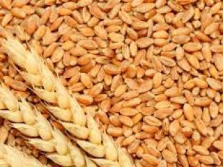 La empresa Marculesti Combi SA ofrece cereales para exportación: