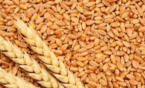 La empresa Marculesti Combi SA ofrece cereales para exportación: • trigo (peso hectolítrico min 77-75 kg/hl; granos germinados max 2%; proteína 12-11,5%), •