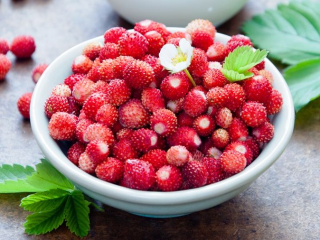 Todos los años recolectamos fresas silvestres en las montañas