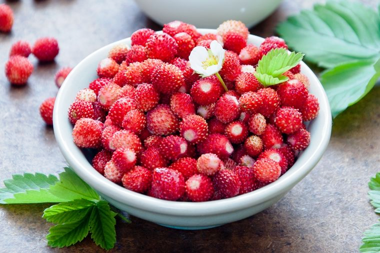 Todos los años recolectamos fresas silvestres en las montañas de Bosnia y buscamos compradores para la próxima temporada