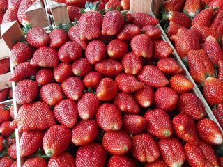 la exportación de fresas de calidad extra desde Serbia