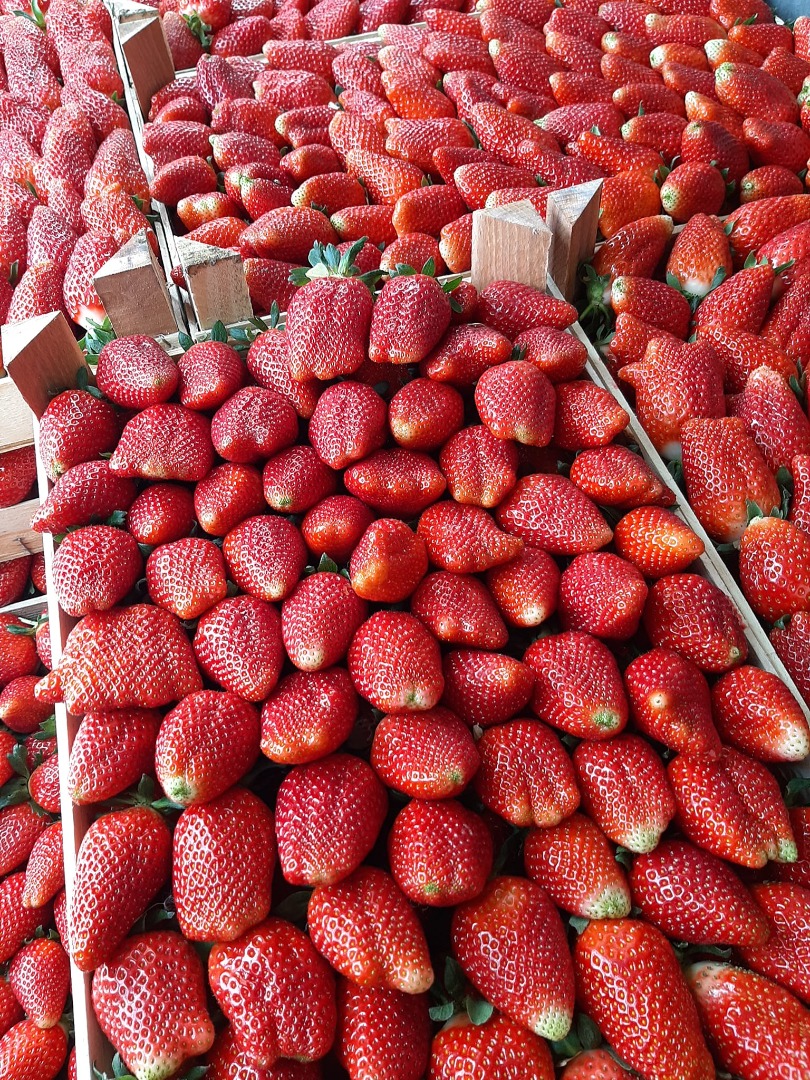 la exportación de fresas de calidad extra desde Serbia comienza a partir del 20 de mayo contacto