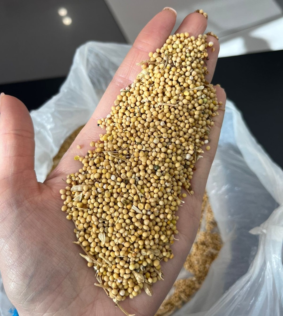 Excelente calidad, humedad 9%, pureza 98%, sin pesticidas