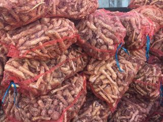 Vendo raíz de rábano picante a granel. Estamos ubicados