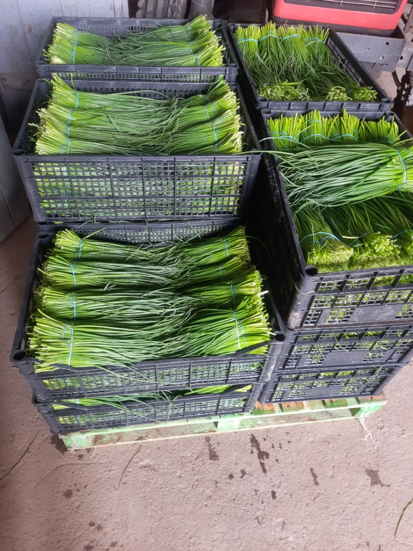 Vendo cebollín de la tierra por peso o piezas
