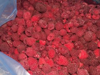 Vendo frambuesas de la variedad Vilamet de calidad extra