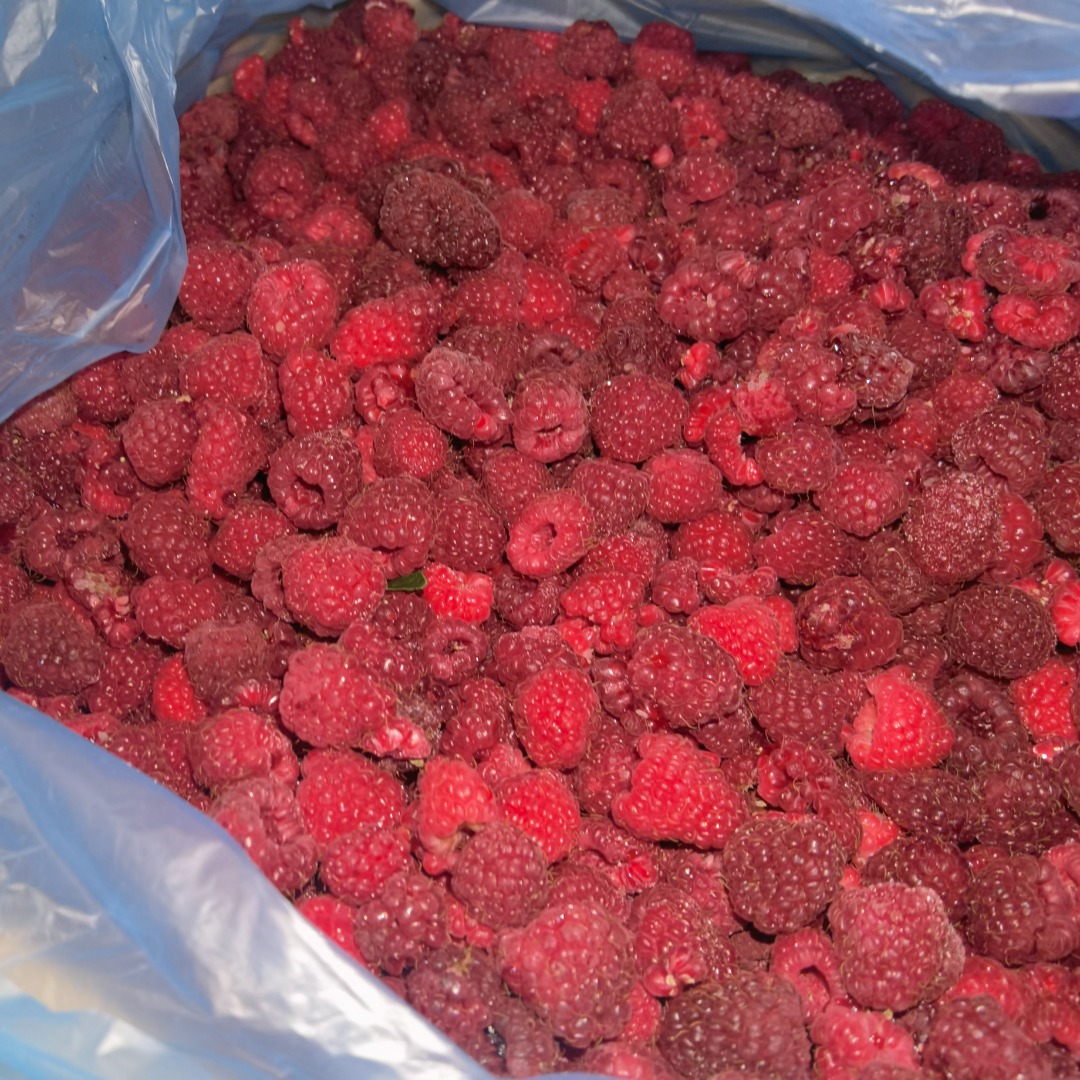 Vendo frambuesas de la variedad Vilamet de calidad extra de mi propia plantación