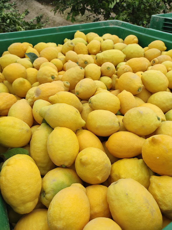 Limón variedad verna, excelente calidad