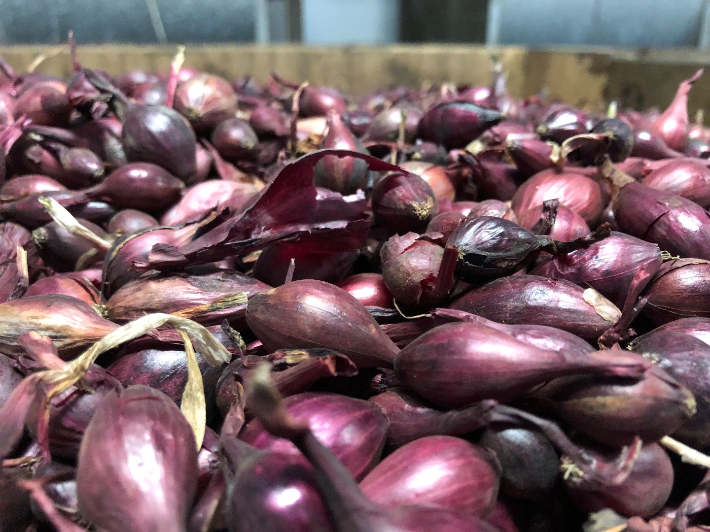 Hola, tengo a la venta en los Países Bajos Dymka Sturon 8/21 tamaño precio PLN 4,1 kg en una bolsa grande Karmen 10/21 5 toneladas precio PLN 4,2 kg Te invito