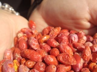 Procedentes exclusivamente de plantaciones polacas, Bayas de Goji liofilizadas