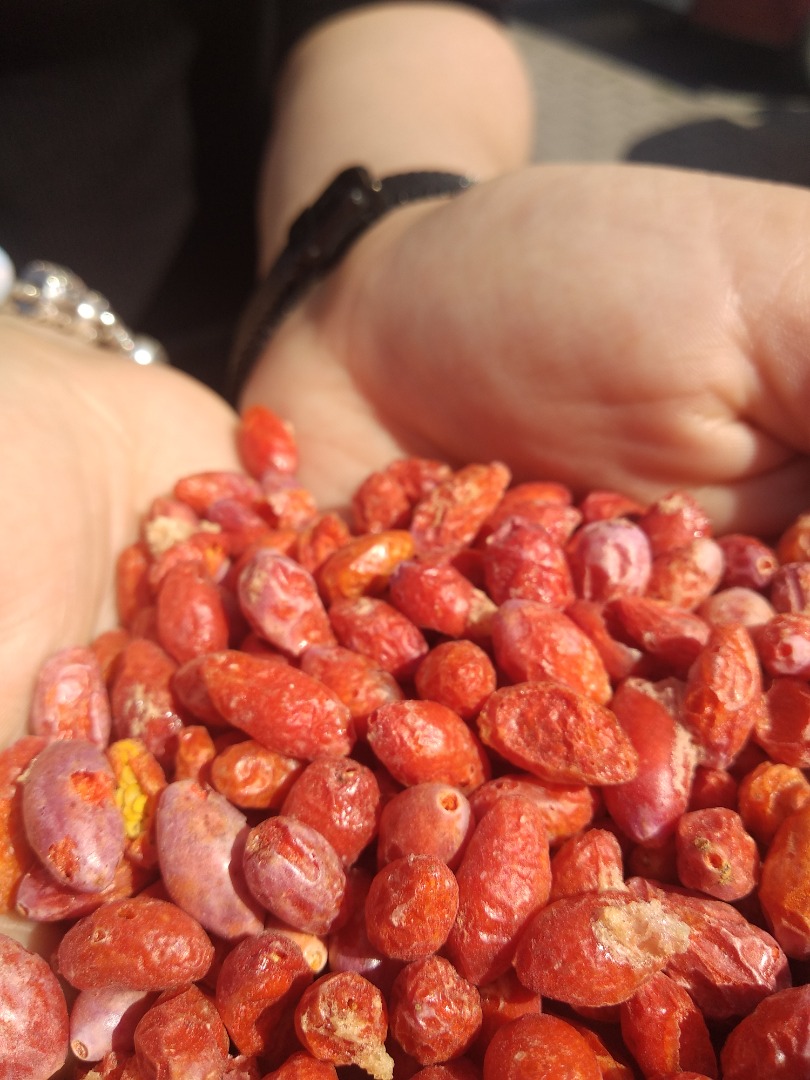 Procedentes exclusivamente de plantaciones polacas, Bayas de Goji liofilizadas sin azúcares añadidos